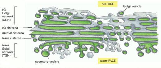 Aparato de Golgi Cada pila de Golgi tiene dos caras: una de entrada o cis, adyacente al RE y una de salida o