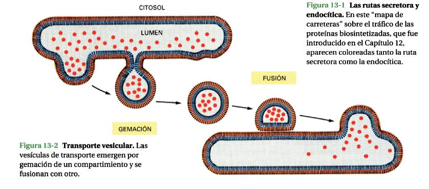 Transporte Vesicular: transporte mediado por vesículas recubiertas con proteínas específicas (cubierta