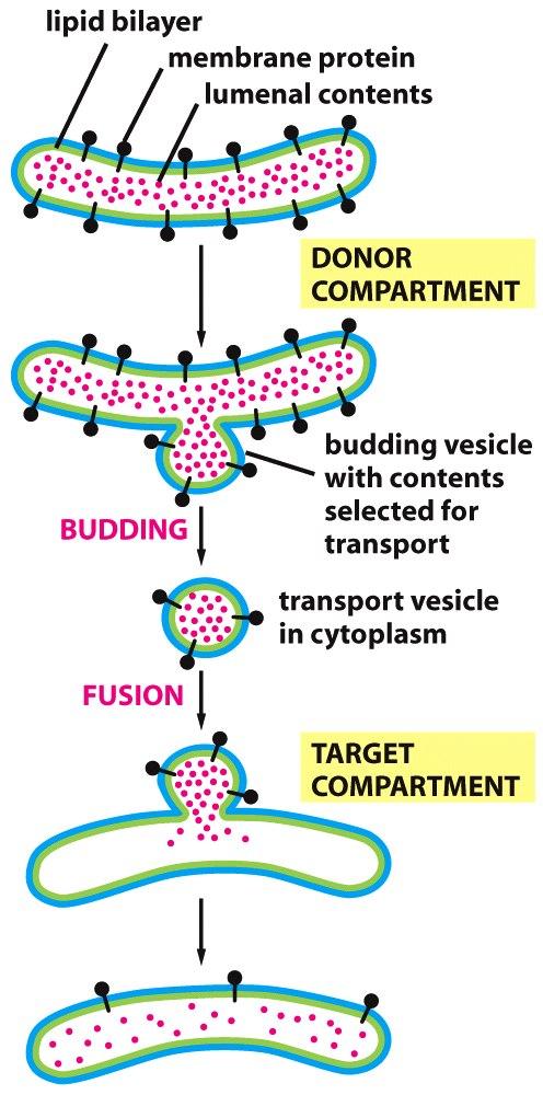 Compartimento donante Compartimento blanco Función: seleccionar las moléculas adecuadas para transporte.