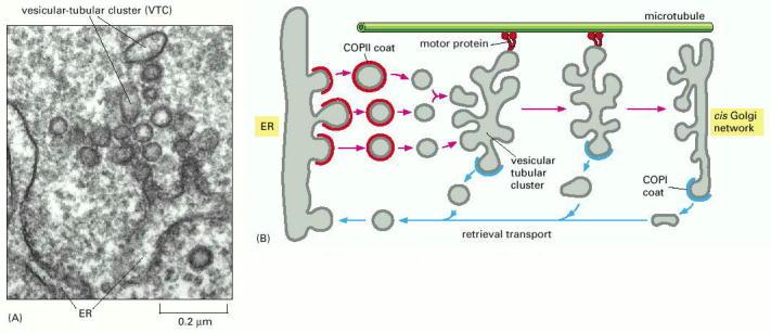 Las vesículas yemadas del RE se funden formando estructuras llamadas agrupaciones túbulo vesiculares.