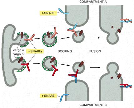 Estas vesículas regresan al RE proteínas residentes en el RE (i.e. BiP) que han escapado y otras que participan en la yemación del organelo. Alberts et al, 2002 SNAREs: guían el Transporte Vesicular.
