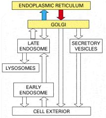 Transporte desde RE a Golgi REPASO!!! Todo el transporte posterior a RE ocurre mediante vesículas (ocurren ciclos de gemación y fusión).