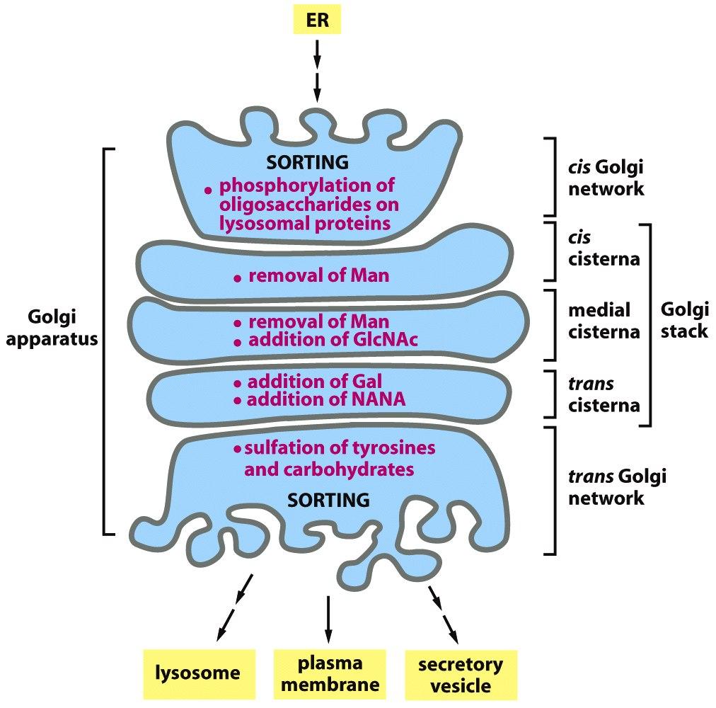 Compartimentalización funcional del Aparato de Golgi.