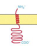 Proteínas del aparato de Golgi Las proteínas que funcionan dentro del aparato de Golgi son retenidas como proteínas de membrana más que como proteínas solubles en el lumen.