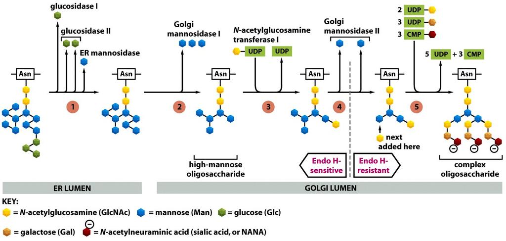 Recordemos: Modificación de los Oligosacáridos unidos a Proteínas ( N-linked ) ocurre en el Ap. Golgi Oligosacárido complejo Oligosacárido con alto contenido de manosa Oligosacáridos añadidos en el A.