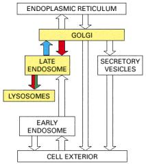 Transporte desde la Red Trans Golgi hacia los Lisosomas Todas las proteínas llegan hasta la zona trans para ser destinadas (con excepción de las proteínas residentes permanentes del A.