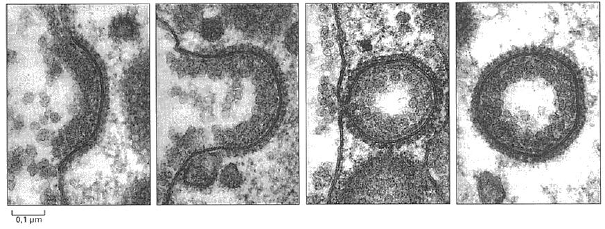 Para que haya Endocitosis deben formarse las vesículas recubiertas por clatrina