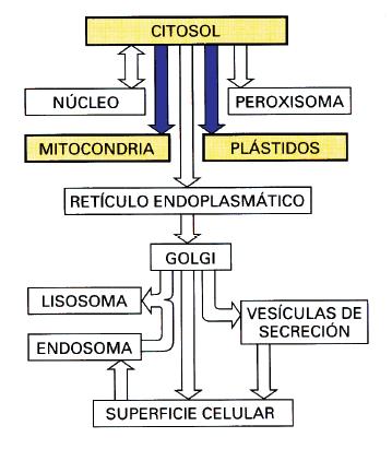 Transporte al interior de Mitocondrias y Cloroplastos La mayoría de sus proteínas son sintetizadas