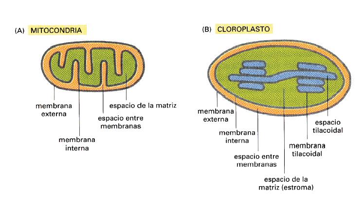Mitocondria: Espacio intermembrana Matriz Mitocondrial Membrana externa Membrana interna (genoma de