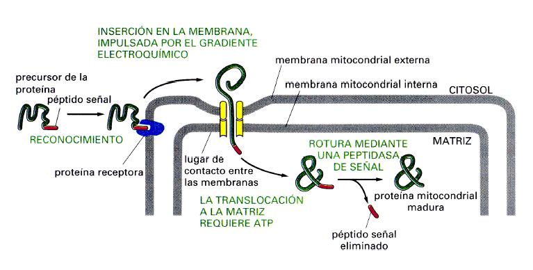 Transporte hacia la Matriz Mitocondrial Hay un péptido señal de entre 20 a 80 residuos de aminoácidos en el extremo amino terminal (con carga + y apolares) ->hélice anfifílica.