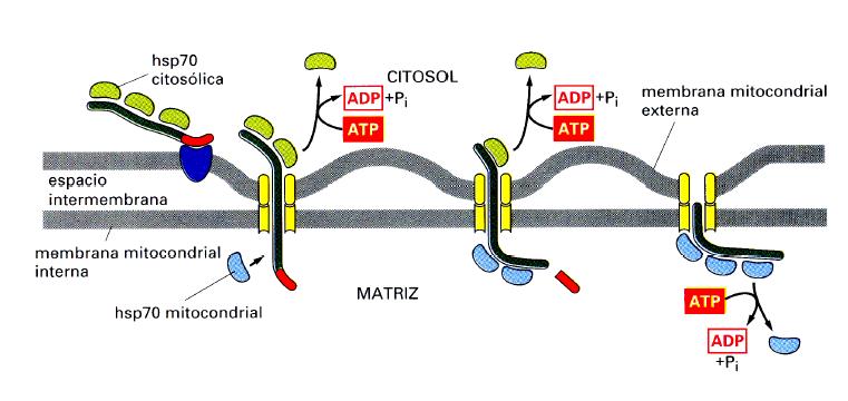 Chaperonas hsp70 se requieren para Translocación a Matriz Hsp60 mitocondrial =