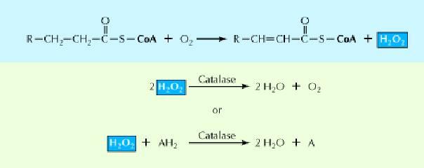 La catalasa usa el H 2 O 2 para oxidar fenoles, alcoholes (ejemplo: etanol a acetaldehído), entre otros compuestos,