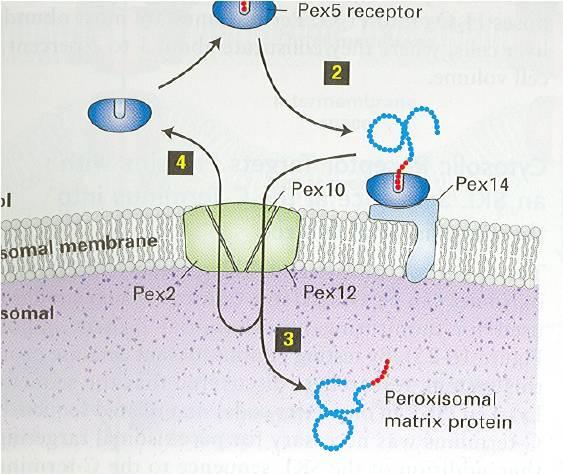 Peroxisomas -Vida media:, 1 día -Posiblemente su función primordial fue la defensa contra el oxígeno.