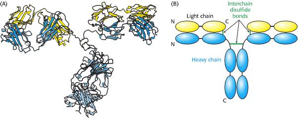 El ensamblaje de subunidades en proteínas multiméricas ocurre en el RE. Muchas proteínas de membrana y secretadas están constituidas de dos o más cadenas polipeptídicas (o subunidades).