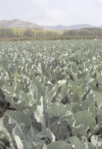 llevan realizando anualmente con el cultivo de coliflor en dos comarcas de Aragón: Cinco Villas y Bajo Aragón, además de los ensayos que en el último año se han llevado a cabo en Montañana (Zaragoza).