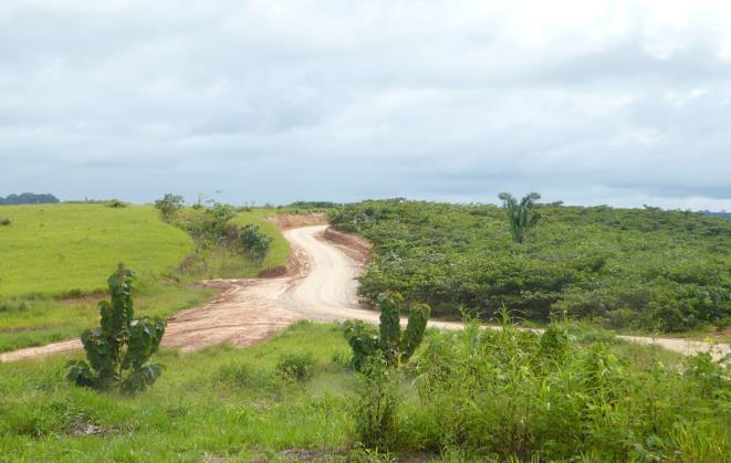 Reforestadora Amazónica que viene instalando plantaciones forestales con especies de rápido crecimiento.
