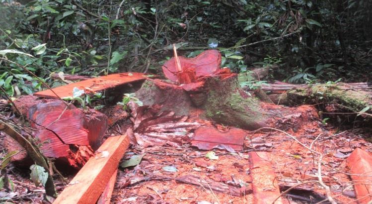 TALA Y COMERCIO ILEGAL DE MADERA Existe esfuerzo de parte del Estado para frenar la tala y comercio ilegal de madera, sin embargo en el bosque, por el momento, no hay mayor monitoreo y