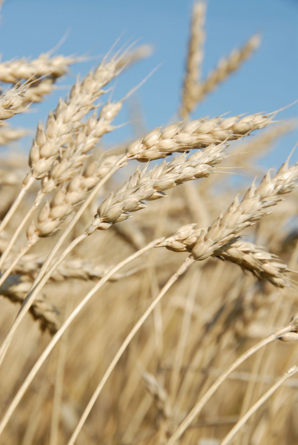 Wheat from Western Canada Prácticas agrícolas para la producción de cereales en Canadá