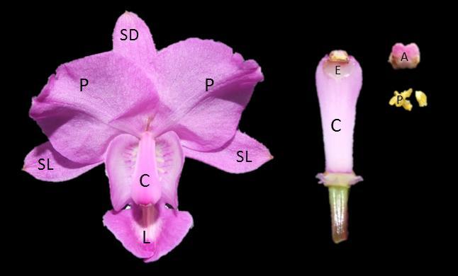 Figura 1. Morfología floral de la familia Orchidaceae (Bletia catenulata Ruiz & Pav.). SD: Sépalo dorsal; SL: Sépalo lateral; P: Pétalo; L: Labelo; C: Columna; A: Antera; E: Estigma; P: Polinia.