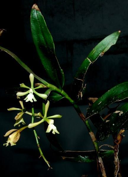 Epidendrum coronatum Ruiz & Pav.