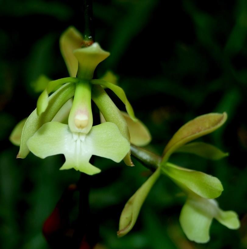 1798. (late Dec 1798). Sinonimos: Epidendrum amazonicum Schltr.