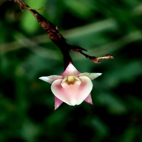 Epidendrum prostratum (Lindl.) Cogn. Publicado en: Flora Brasiliensis 3(4): 112. 1898.