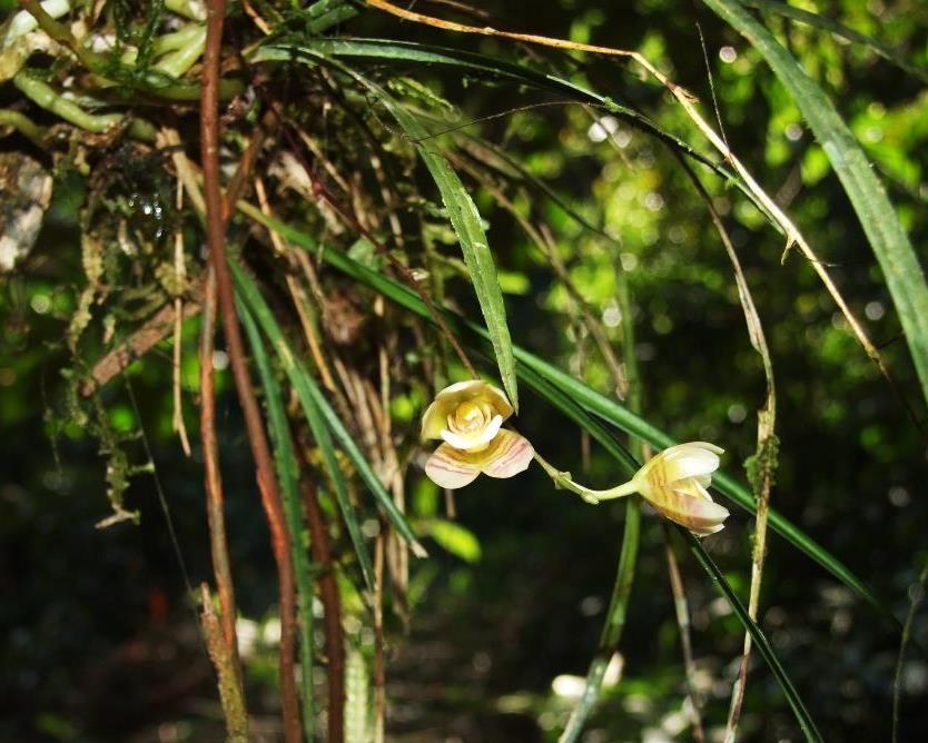 Sinonimos: Aganisia graminea (Lindl.) Benth.