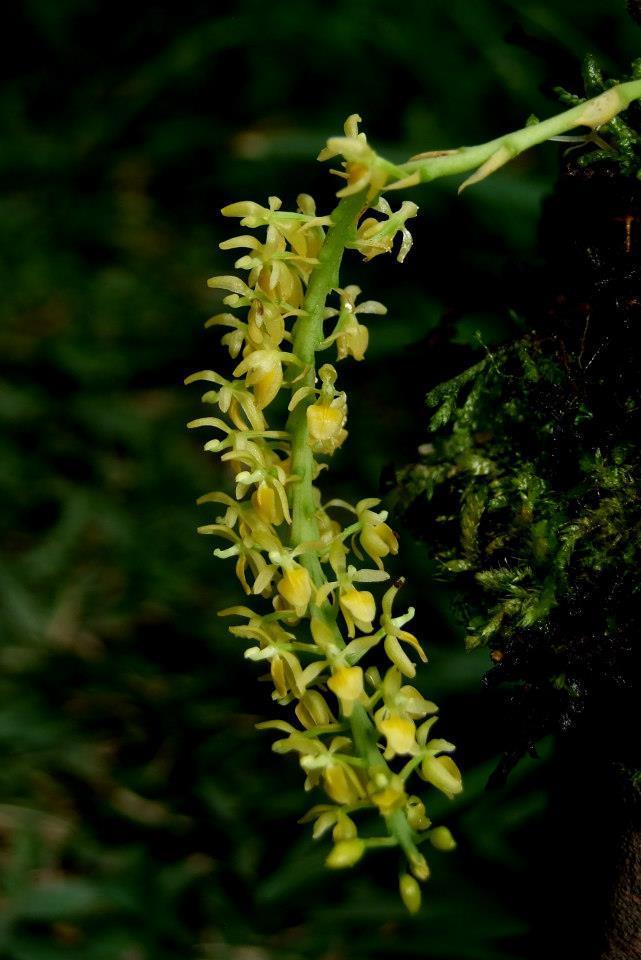 Notylia peruviana (Schltr.) C. Schweinf.