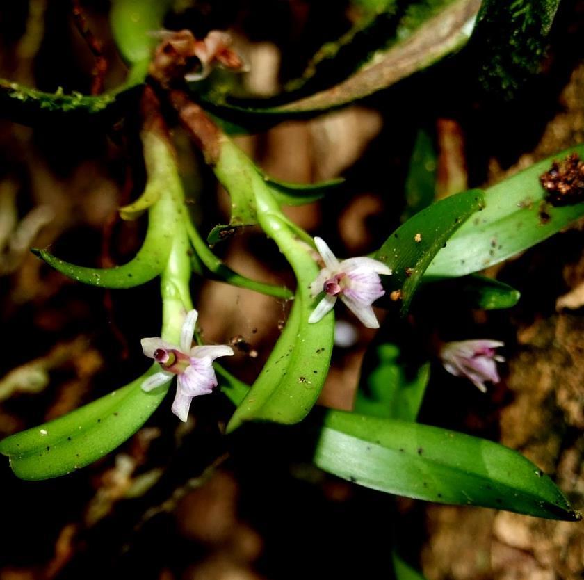 Scaphyglottis prolifera (Sw.) Cogn. Publicado en: Flora Brasiliensis 3(5): 15 16. 1898. Basionimio: Epidendrum proliferum Sw. Nova Genera et Species Plantarum seu Prodromus 124. 1788.