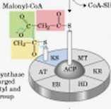 (1a) Actividad transacetilasa MAT = malonil/acetil transferasa ACP = proteína portadora de acilo Prepara el acetil-coa que queda unido a la enzima KS (tioéster) CH3-CO-S-CoA + HS-{KS} CH3-CO-S-{KS} +