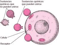 Molécula, generalmente proteica, ubicada en la célula, estructuralmente específica para un autacoide o un