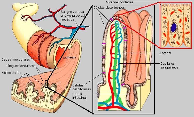 DISBIOSIS INTESTINAL (SINDROME DEL INTESTINO PERMEABLE) INTRODUCCION El sistema intestinal está protegido por una membrana con funciones muy importantes para la salud.