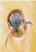 Gorgojos de almacén. Los insectos inmaduros se alimentan del interior de la semilla afectando su poder germinativo y contaminado el producto almacenado con sus cuerpos y desechos.