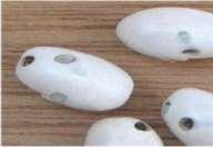 El gorgojo común del frijol puede ovipositar en campo sobre las vainas que van madurando, mientras que en el almacén dispersa los huevos entre la semilla.