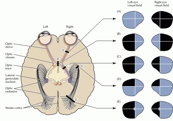 Organización funcional de la corteza estriada Hubel y Wiesel, analizaron los campos receptivos de neuronas centrales (NGL) y mostraron que se parecían a lo que sucedía en Retina.