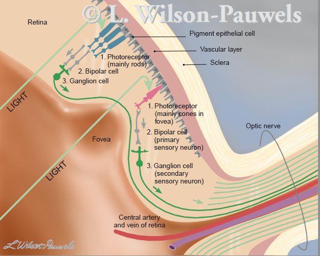 Nervio óptico II par craneal Se origina en la retina Pasan a