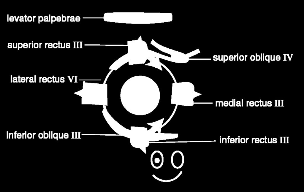 Músculos del ojo y sus respectivos Elevador del parpado nervios craneales recto