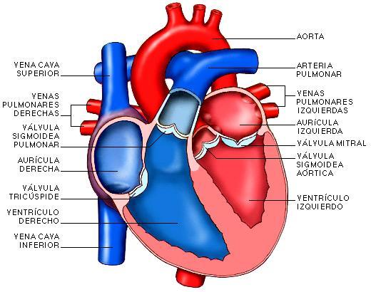 1. EL SISTEMA CIRCULATORIO 1.1. Estructura Sistema compuesto por corazón, arterias, venas, capilares y la sangre Corazón.