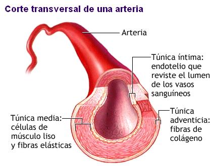 Compuesto por fibras musculares estriadas de contracción involuntaria. Estructura general del corazón Arterias.
