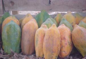 Cuadro 2. Precio promedio semanal Papaya criolla, mediana de primera (ciento) Precio promedio (quetzales) Variación 667.00 700.00 33.00 4.