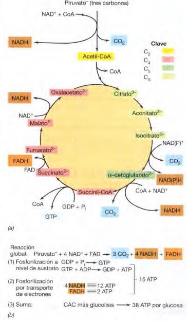 Ciclo de Krebs o del ácido cítrico Localización celular: