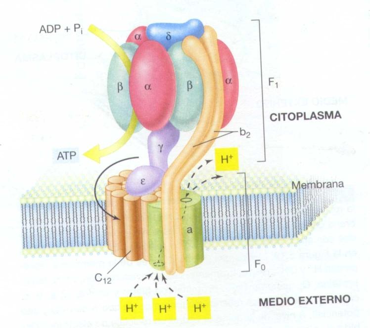 ATP sintetasa nporción transmembrana nf0 {a, b2, c12} : + n a canaliza los H nlas b salen hacia el citoplasma e interaccionan con la porción F1 nlas c forman un cilindro que puede rotar en ambos