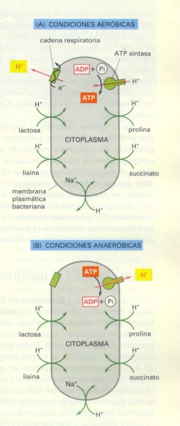 Existen ATPasa y FPM en organismos fermentadores que no respiran y no realizan transporte de electrones hacia un aceptor final? Sí, como puede observarse en el gráfico inferior.