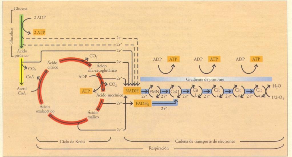 Integración entre vía glicolítica, ciclo de Krebs y transporte de electrones