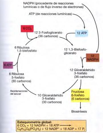 Fijación de CO2 : Ciclo de Calvin Son necesarios: NAD(P)H, ATP y dos enzimas específicas: ribulosa difosfatocarboxilasa (RubisCO) y una fosfoquinasa.