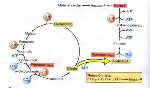 Fijación de CO2 (2): Bacterias