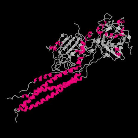 Fibrinógeno Proteína fibrosa