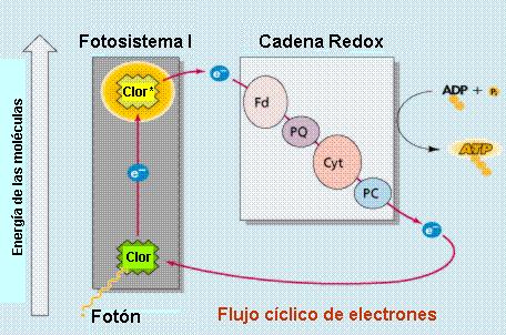 3. Los electrones regresan a un nivel de enrgía más bajo al pasar por una cadena de transporte de electrones, en forma muy parecida a lo que ocurre en la respiración celular.