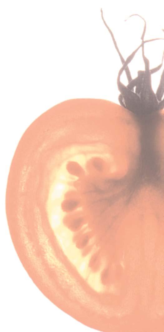 El tomate: Planteamientos sanitarios de un cultivo muy vulnerable Cuando los españoles llegaron a América, encontraron entre las hierbas comestibles de los milpas una llamada tomatl que mas tarde se