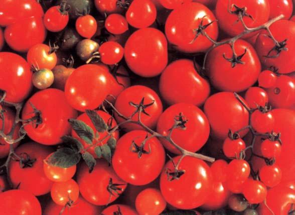 Aunque el centro de origen del tomate se sitúa en la región andina de Colombia, Chile, Perú y Bolivia, existen algunos aspectos respecto a su domesticación que no han sido aun suficientemente